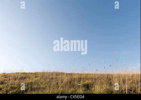 Summer sunrise sunlight bringing out hidden detail and texture in chalk land  grassland against clear blue sky Stock Photo