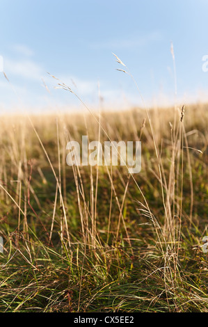 Summer sunrise sunlight bringing out hidden detail and texture in chalk land  grassland against clear blue sky Stock Photo