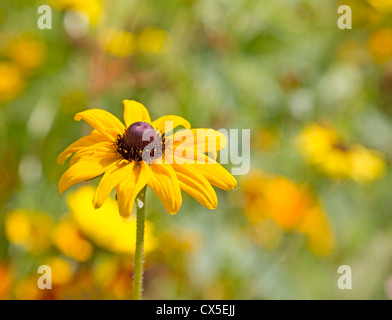 Black eyed susan flower Stock Photo