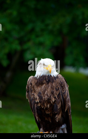 Sea eagle standing with green background Stock Photo