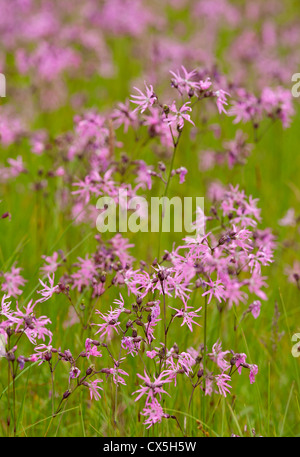 Ragged Robin growing wild in a damp meadow, Strathspey. Highlad Region Scotland.  SCO 8471 Stock Photo