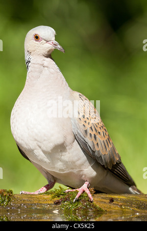 European Turtle Dove In The Forest, Perched On A Branch Stock Photo - Alamy