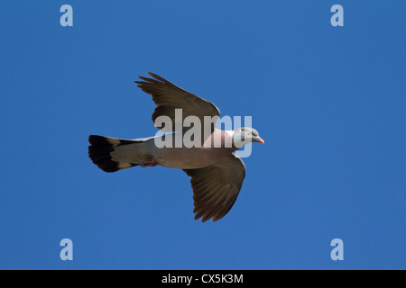 Common Wood Pigeon (Columba palumbus) in flight, Germany Stock Photo