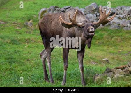 Moose / Eurasian elk (Alces alces) calling during the rut in autumn, Värmland, Sweden Stock Photo