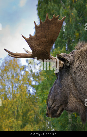 Moose / Eurasian elk (Alces alces) in the taiga in autumn, Värmland, Sweden Stock Photo
