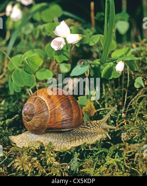 Roman Snail, Escargot, Escargot Snail, Edible Snail (Helix pomatia) creeping in front of flowering Wood sorrel