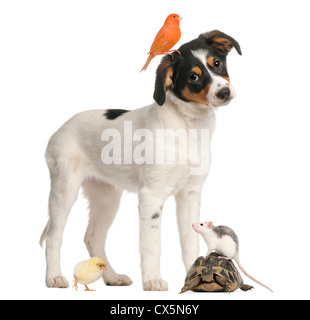 Mixed breed puppy, canary, chick, turtle and rat against white background Stock Photo