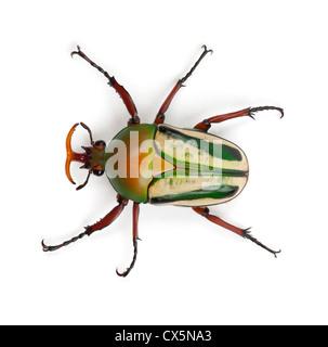 Male Flamboyant Flower Beetle or Striped Love Beetle, Eudicella gralli hubini, against white background Stock Photo