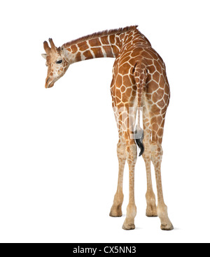 Somali Giraffe often known as Reticulated Giraffe (Giraffa camelopardalis reticulata) 2 and a half years old on white background