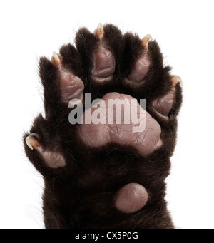 Jaguar cub, 2 months old, Panthera onca, close up against white background Stock Photo