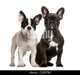 French Bulldog puppies, 4 months old, sitting against white background Stock Photo