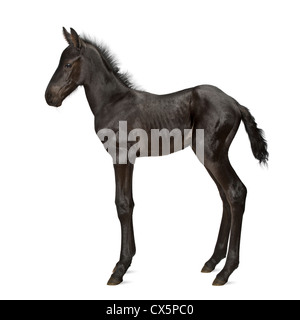 Foal, 1 week old, standing against white background Stock Photo