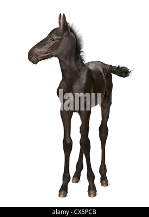 Foal, 1 week old, standing against white background Stock Photo