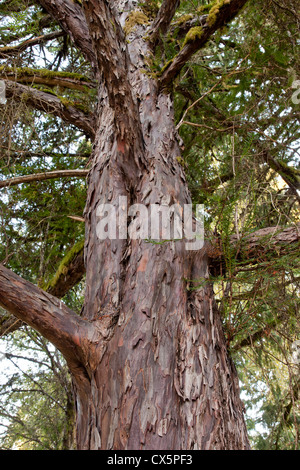 Pacific (Western) Yew tree, looking upward, 'Taxus brevifolia'. Stock Photo