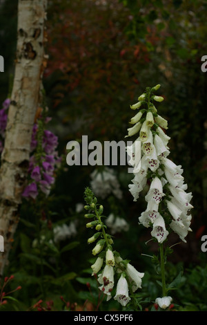 Foxgloves in a shady woodland garden. Part of Urban Oasis at RHS Hampton Court Palace Flower Show Stock Photo