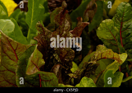 Swiss Chard 'Bright Lights' a colourful vegetable or salad leaf. Stock Photo