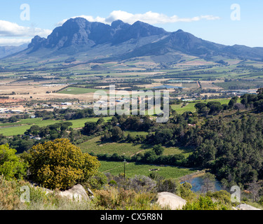 Grapes growing on a wine estate near Paarl - Western Cape, South Africa Stock Photo