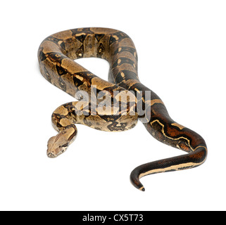 Common Northern Boa, Boa constrictor imperator, against white background Stock Photo