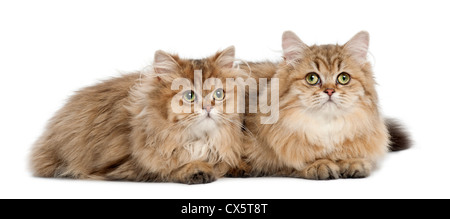 British Longhair cats, 4 months old, lying against white background Stock Photo