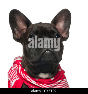 French Bulldog puppy, 6 months old, in red scarf against white background Stock Photo