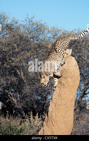 Cheetah on a termite mound at Africat on the Okonjima Nature Reserve in Central Namibia. Stock Photo