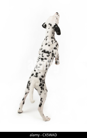 Dalmatian puppy on hind legs, studio shot with white background Stock Photo