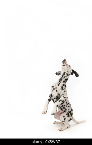 Dalmatian puppy on hind legs, studio shot with white background Stock Photo