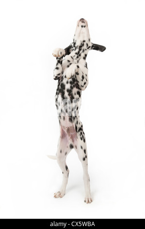 Dalmatian puppy on hind legs, studio shot with white background Stock Photo