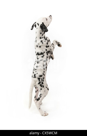 Dalmatian puppy on hind legs, studio shot with white background Stock Photo