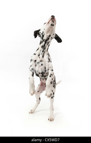 Dalmatian puppy on hind legs, studio shot with white background Stock Photo