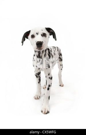 Dalmatian puppy portrait, studio shot with white background Stock Photo