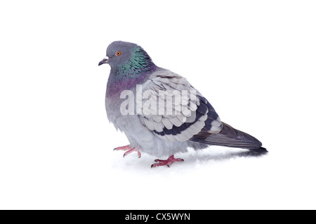 One gray pigeon isolated on white background Stock Photo