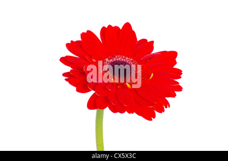 gerbera flower closeup on white background Stock Photo