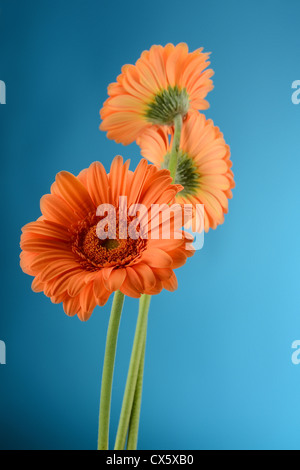 Gerbera. Flowers isoalted on white Stock Photo