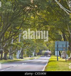 The long beech avenue at Kingston Lacy in Dorset. Stock Photo