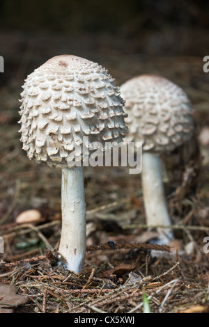 Shaggy parasol (Lepiota rhacodes or Macrolepiota rhacodes), an edible mushroom. Stock Photo