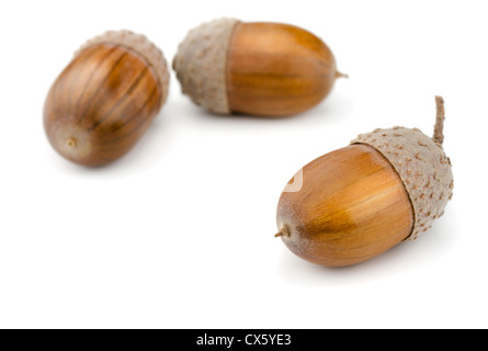 Three brown acorns isolated on white Stock Photo
