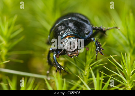 Dung beetle crawling through moss. Stock Photo