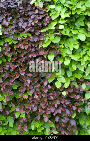 Beech hedge leaves green and purple Stock Photo