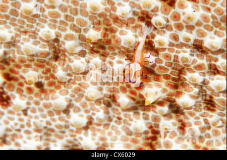 An Emperor Shrimp on a sea cucumber in North Sulawesi. Stock Photo