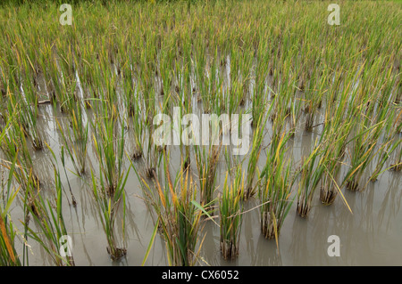 Rice plants growing in water in the rice paddies in North Sulawesi. Stock Photo