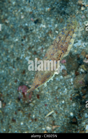 Blue ringed octopus swimming in Lembeh Strait, North Sulawesi. Stock Photo