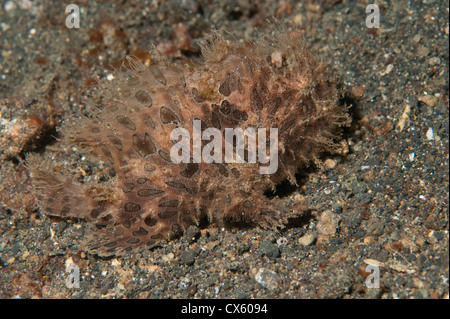 A Hairy Frogfish on a reef in North Sulawesi. Stock Photo