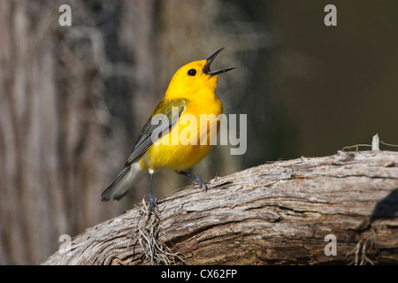 Prothonotary Warbler (Prothonoteria citrea) adult male in spring, Texas Stock Photo