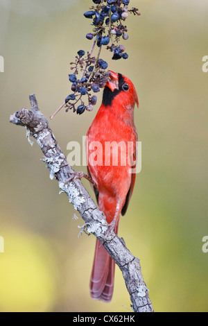 Northern Cardinal (Cardinalis cardinalis) adult male feeding on wild grapes Stock Photo