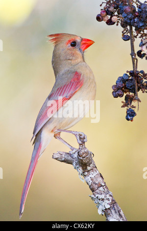 Northern Cardinal (Cardinalis cardinalis) adult female feeding on wild grapes Stock Photo