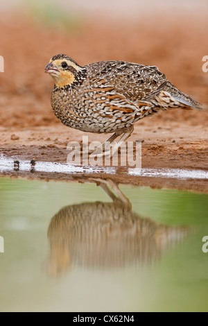 Northern Bobwhite (Colinus virginianus) adult female drinking at south Texas pond Stock Photo