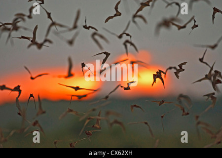 Mexican Free-tailed Bats (Tadarida braziliensis) emerging from Frio Bat Cave, Concan, Texas, at sunset, April Stock Photo