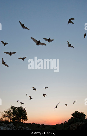 Mexican Free-tailed Bats (Tadarida brasiliensis) nurse colony emerging from Frio Bat Cave at sunset, Concan, Texas Stock Photo