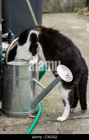 Black & White Cat Drinking Rain water from A Watering Can. Stock Photo